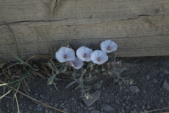 Convolvulus ammannii
