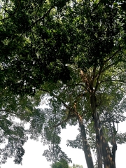 Swietenia macrophylla