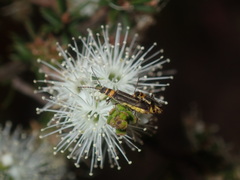 Chauliognathus sydneyanus