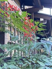 Nandina domestica