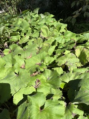 Petasites formosanus