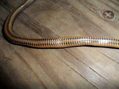 Liodytes rigida sinicola