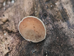 Auricularia cornea