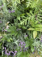 Lavandula