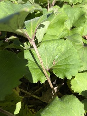 Petasites formosanus