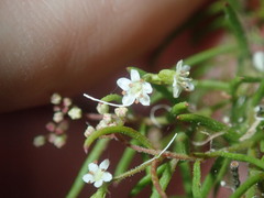 Platysace ericoides