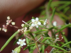 Platysace ericoides