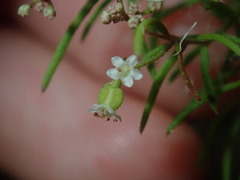 Platysace ericoides