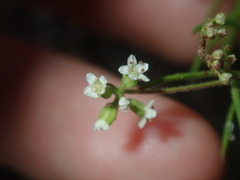 Platysace ericoides