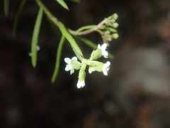 Platysace ericoides
