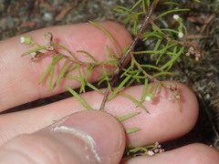Platysace ericoides