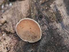 Auricularia cornea
