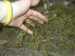 Platysace ericoides
