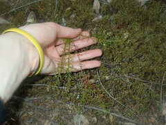 Platysace ericoides