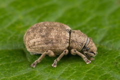 Strophosoma capitatum