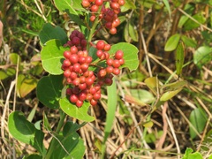 Gymnosporia markwardii