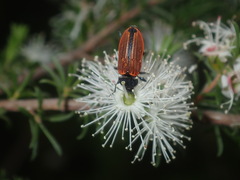 Castiarina erythroptera