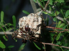 Ropalidia plebeiana