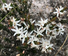 Calytrix alpestris