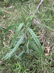 Lasiopetalum ferrugineum