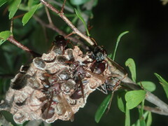 Ropalidia plebeiana