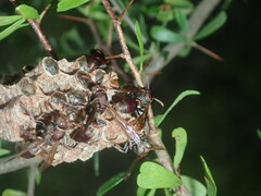 Ropalidia plebeiana