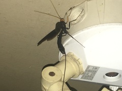 Megarhyssa atrata
