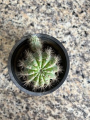 Echinopsis