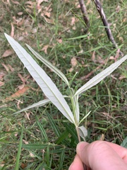 Lasiopetalum ferrugineum