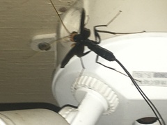 Megarhyssa atrata