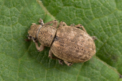 Strophosoma capitatum