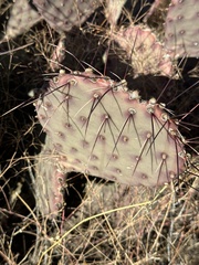 Opuntia macrocentra