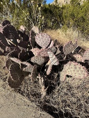 Opuntia macrocentra