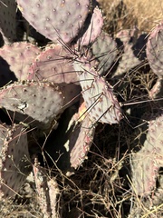 Opuntia macrocentra