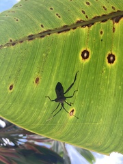 Acanthocephala alata