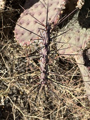 Opuntia macrocentra