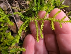 Selaginella
