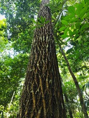 Calophyllum brasiliense