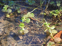 moneywort