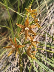 Thelymitra fuscolutea