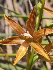 Thelymitra fuscolutea
