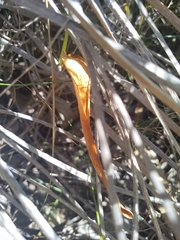 Thelymitra fuscolutea