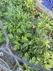 Artemisia gmelinii