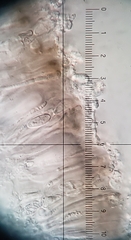 Myriolecis crenulata