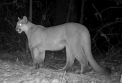 Puma concolor couguar