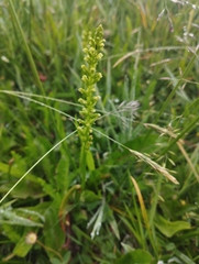 Microtis unifolia