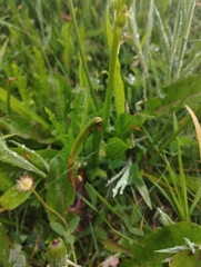 Microtis unifolia