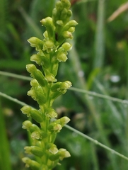 Microtis unifolia