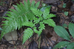 Pteris fauriei