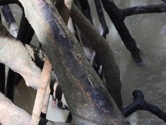 Periophthalmus argentilineatus